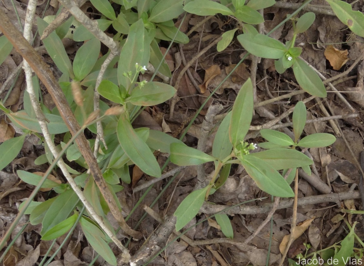 Leptopetalum biflorum (L.) Neupane & N.Wikstr.